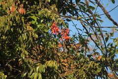 Connarus paniculatus